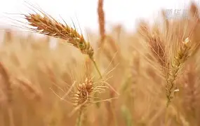 麻将胡了官方 -兑?|?~翉曩槟7麦(先天八卦乾一兑二离三震四)